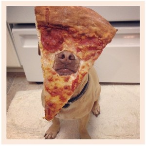A dog with pizza on its face